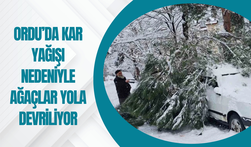 Ordu’da Kar Yağışı Nedeniyle Ağaçlar Yola Devriliyor