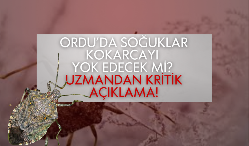 Ordu’da Soğuklar Kokarcayı Yok Edecek mi? Uzmandan Kritik Açıklama!