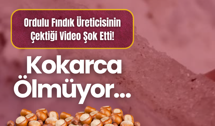 Ordulu Fındık Üreticisinin Çektiği Video Şok Etti! Kokarca Ölmüyor…