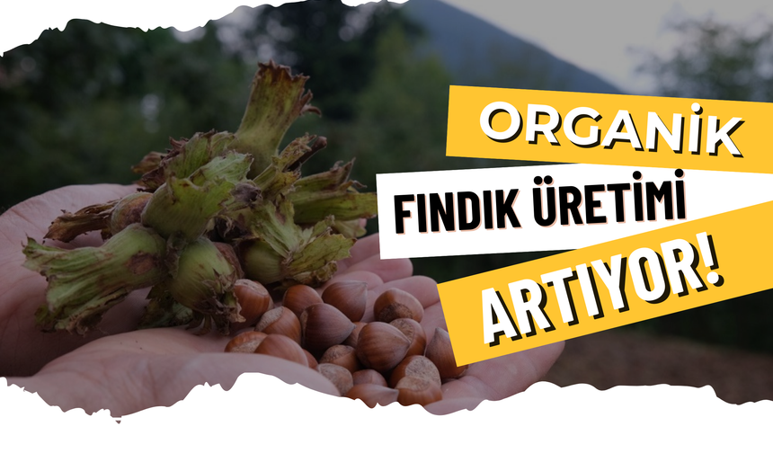 Organik Fındık Üretimi Artıyor