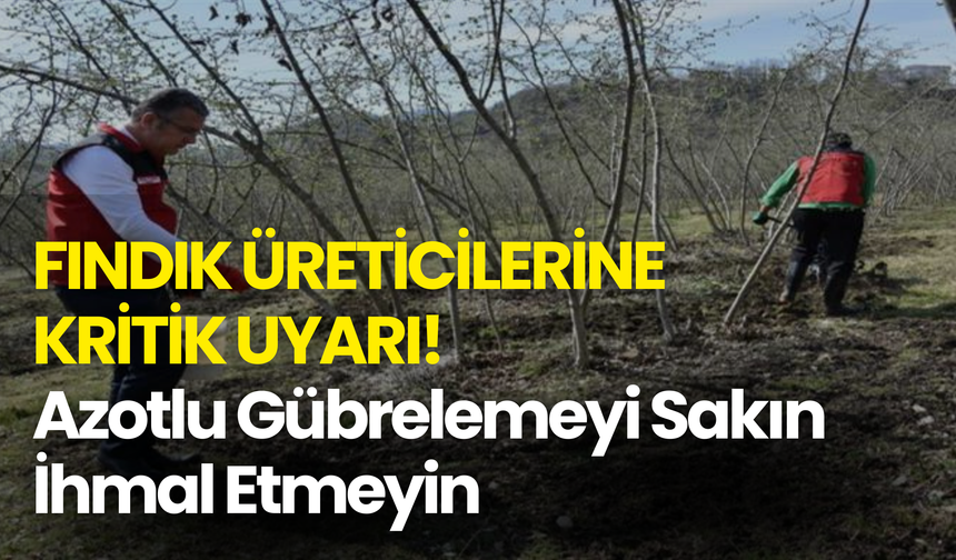 Fındık Üreticilerine Kritik Uyarı! Azotlu Gübrelemeyi Sakın İhmal Etmeyin