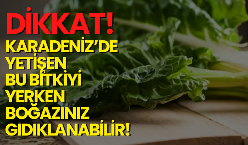 Dikkat Karadeniz’de Yetişen Bu Bitkiyi Yerken Boğazınız Gıdıklanabilir!