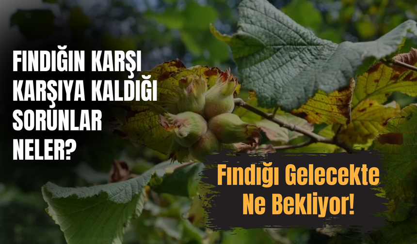 Fındığın Karşı Karşıya Kaldığı Sorunlar Neler? Fındığı Gelecekte Ne Bekliyor?