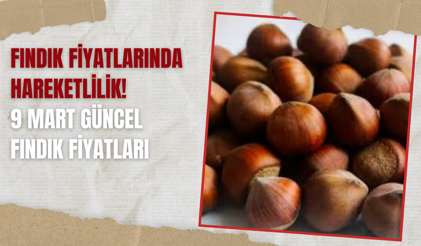 Fındık Fiyatlarında Hareketlilik! 9 Mart Güncel Fındık Fiyatları