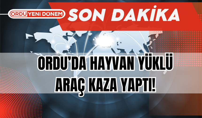 Ordu’da Hayvan Yüklü Araç Kaza Yaptı!