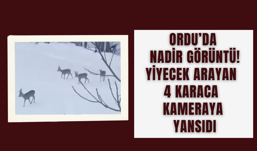 Ordu’da Nadir Görüntü! Yiyecek Arayan 4 Karaca Kameraya Yansıdı