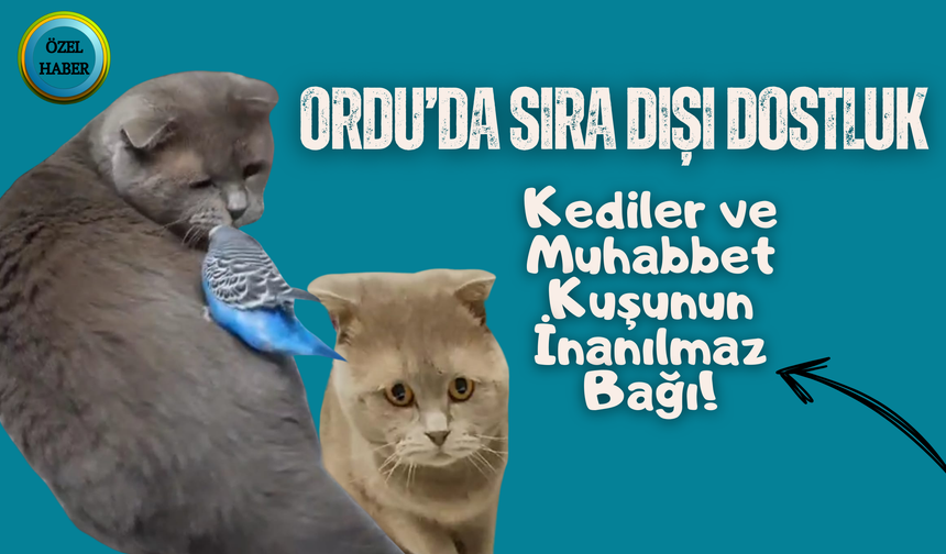 Ordu’da Sıra Dışı Dostluk: Kediler ve Muhabbet Kuşunun İnanılmaz Bağı!