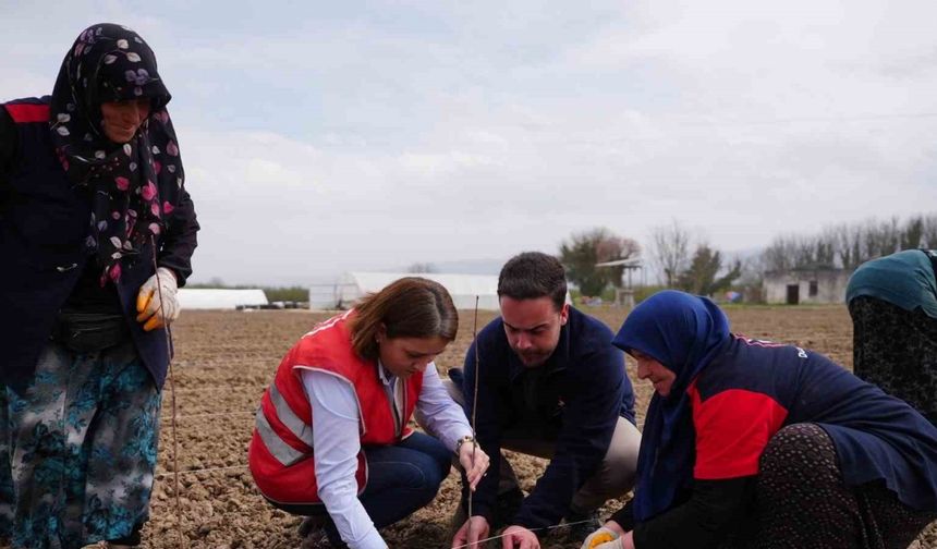 Serada üretilen bitkiler yeşil alanları süsleyecek