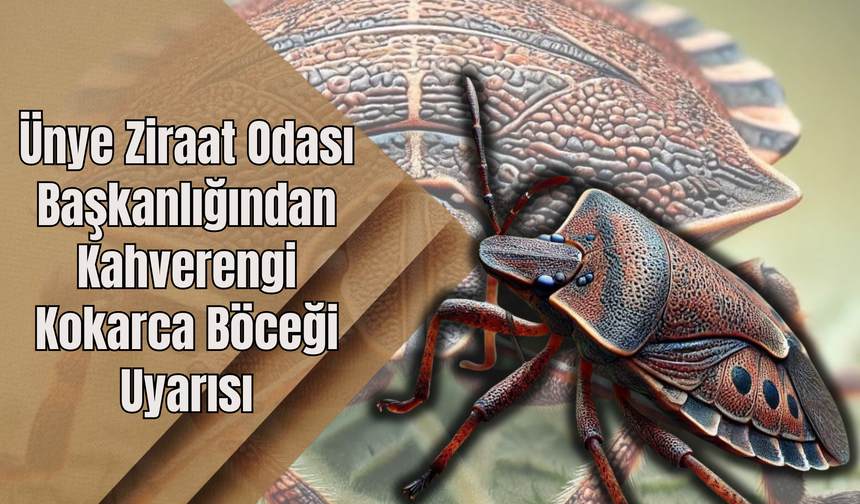 Ünye Ziraat Odası Başkanlığından Kahverengi Kokarca Böceği Uyarısı