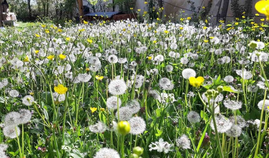 Bolu’da bahar güzelliği
