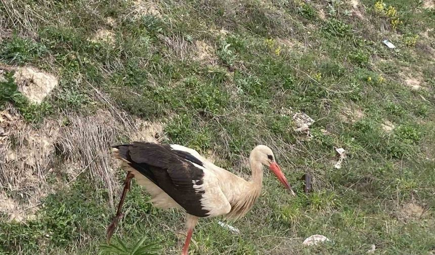 Bolu’da yaralı leylek tedavi altına alındı