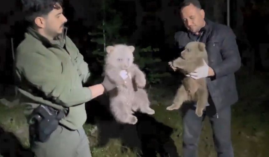 Doğada yalnız bulunan yavru ayılar koruma altına alındı