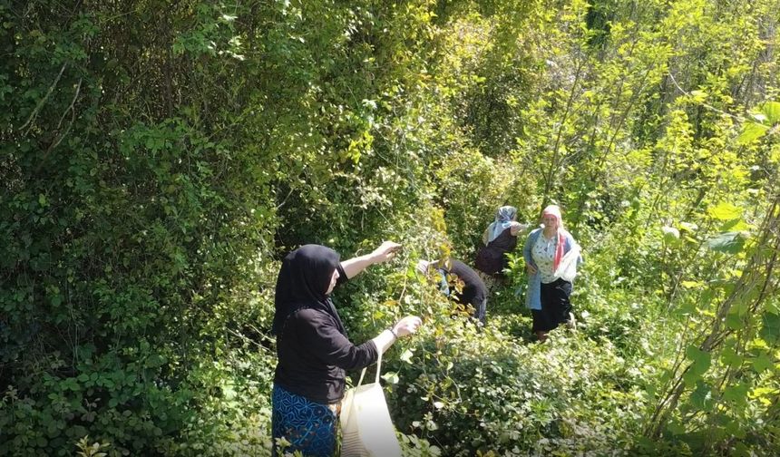Doğanın şifalı otu ‘kırçan’ın sezonu başladı