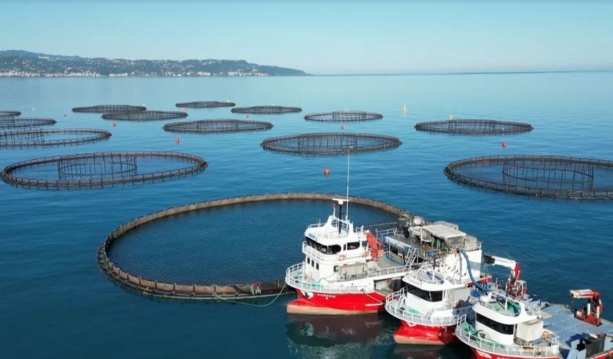 Doğu Karadeniz’de somon hasadı başladı