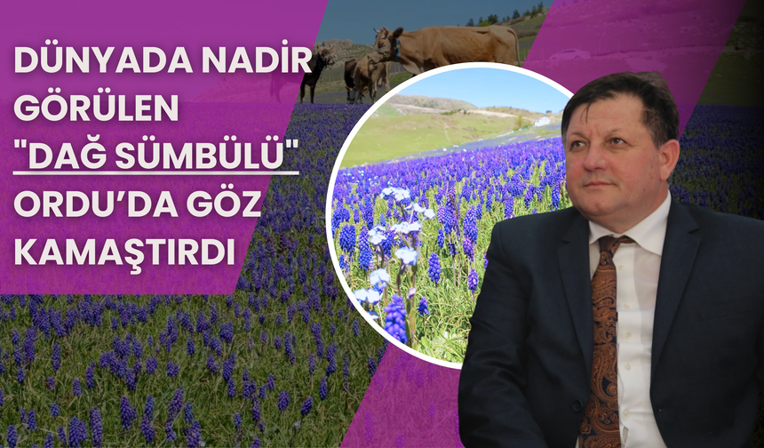 Çambaşı Yaylası’nda Nadir Görülen "Dağ Sümbülü" Göz Kamaştırdı