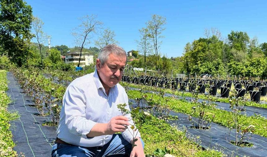 Eski başkanın "şifa bahçesi": Siyasi yorgunluğu tıbbi aromatik bitkilerle atıyor