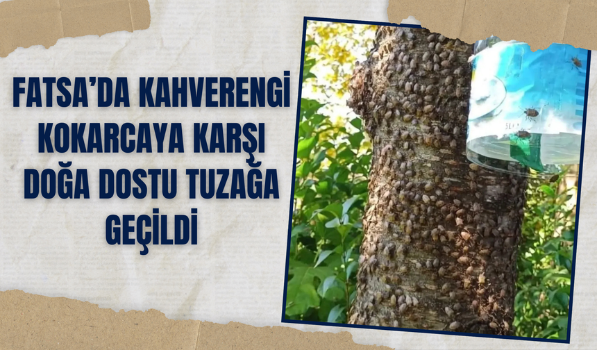 Fatsa’da Kahverengi Kokarcaya Karşı Doğa Dostu Tuzağa Geçildi