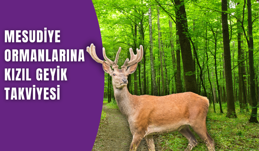 Mesudiye Ormanlarına Kızıl Geyik Takviyesi