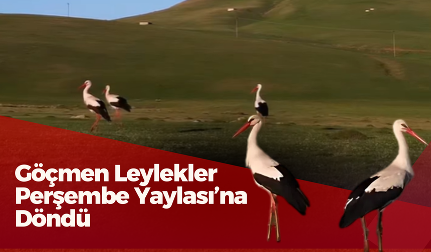 Göçmen Leylekler Perşembe Yaylası’na Döndü