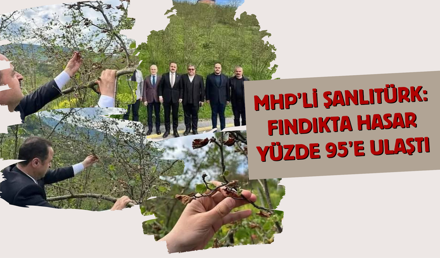 MHP’li Şanlıtürk: Fındıkta Hasar Yüzde 95’e Ulaştı
