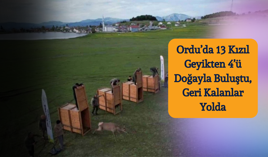 Ordu’da 13 Kızıl Geyikten 4’ü Doğayla Buluştu, Geri Kalanlar Yolda