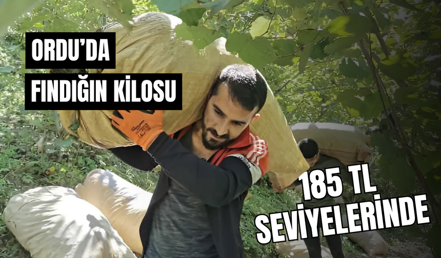 Ordu’da Fındığın Kilosu 185 TL Seviyelerinde
