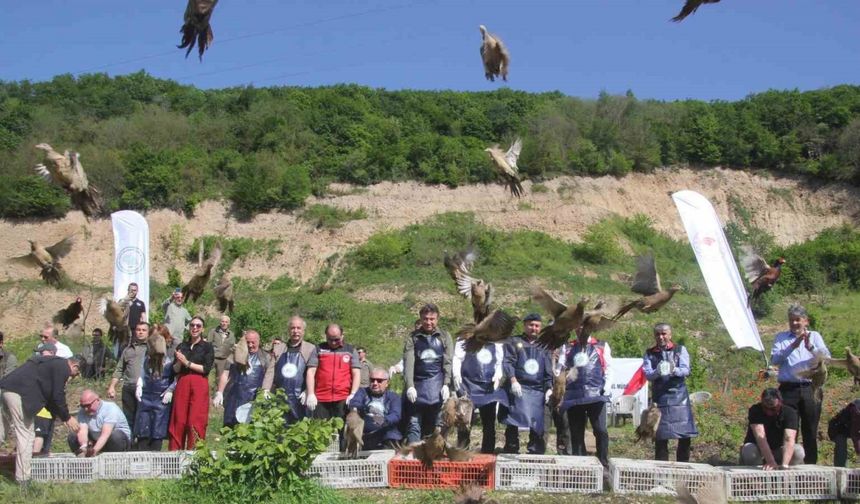 Ordu’da kokarcaya karşı sülün