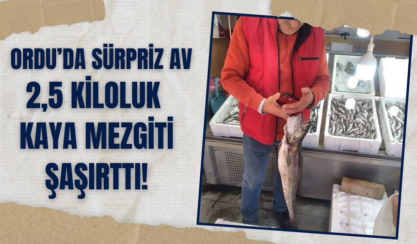 Ordu’da Sürpriz Av: 2,5 Kiloluk Kaya Mezgiti Şaşırttı!