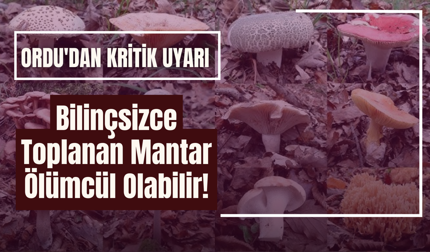 Ordu'dan Kritik Uyarı: Bilinçsizce Toplanan Mantar Ölümcül Olabilir!
