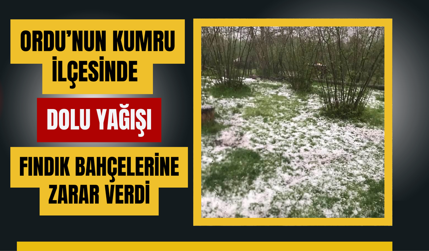 Ordu’nun Kumru İlçesinde Dolu Yağışı Fındık Bahçelerine Zarar Verdi
