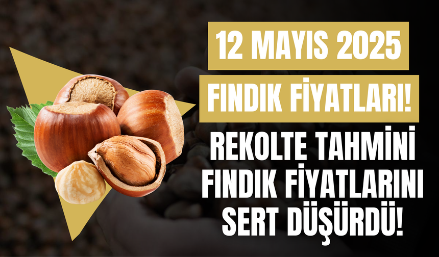 Rekolte Tahmini Fındık Fiyatlarını Sert Düşürdü!