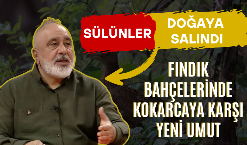 Sülünler Doğaya Salındı: Fındık Bahçelerinde Kokarcaya Karşı Yeni Umut