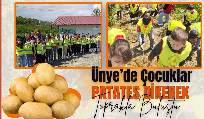 Ünye’de Çocuklar Patates Dikerek Toprakla Buluştu