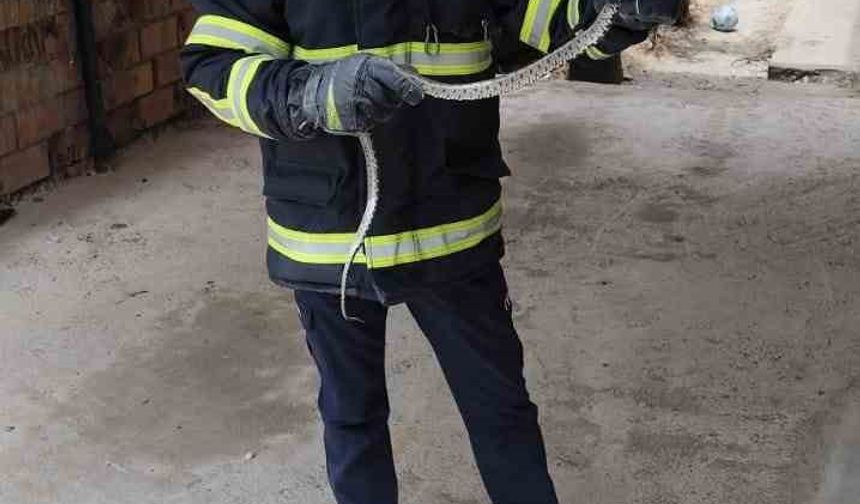 Eve giren yılan itfaiyeyi seferber etti.