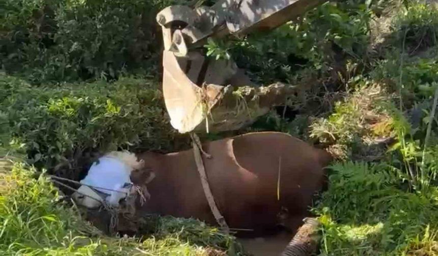 Rize’de bağını kopararak çukura düşen boğa iş makinesi ile çıkarıldı