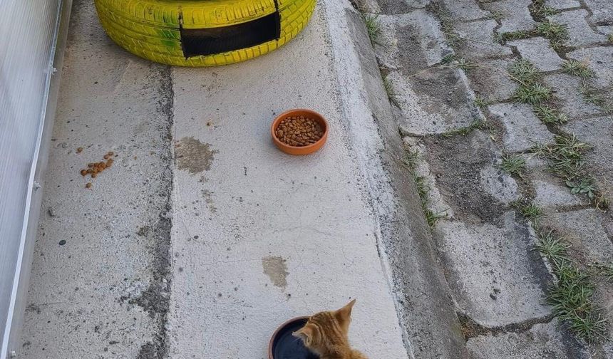 Atıklardan kedilere sıcak yuva