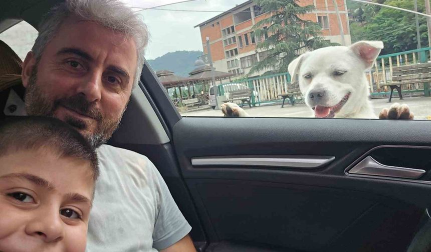 Esnafın peşinden ayrılmayan pitbull görünümlü köpek sosyal medyada gündem oldu