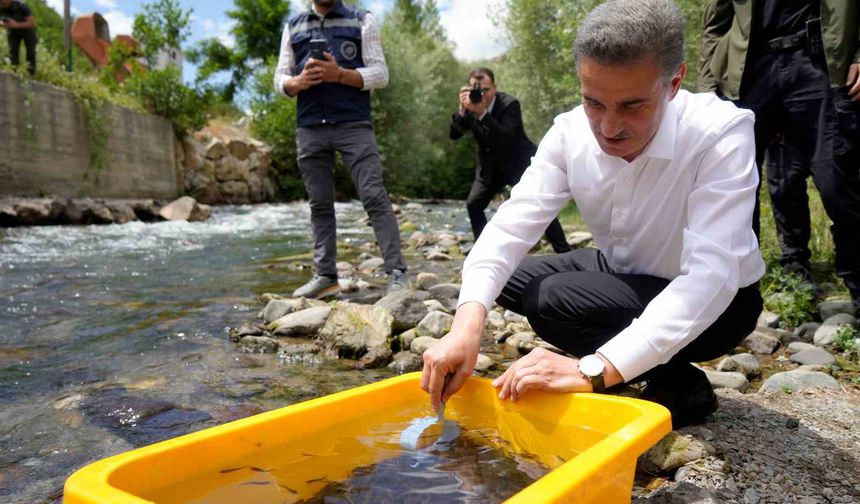 Gümüşhane’de 10 bin kırmızı benekli alabalık doğaya salındı