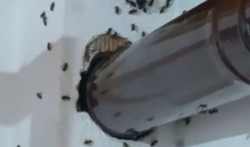 Gümüşhane’de arılar köy evini basıp yuva yaptı