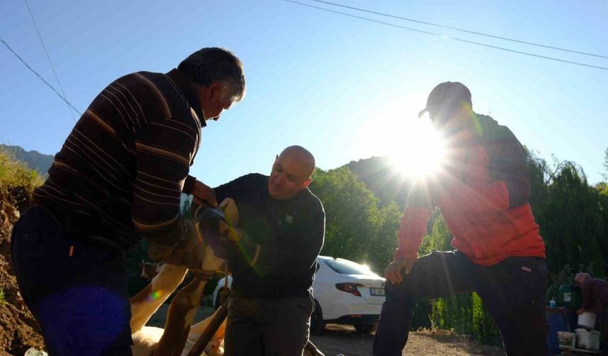 Gümüşhane’de hayvancıların yaz mesaisi başladı