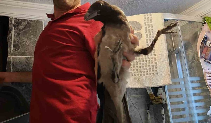Havalandırma boşluğuna düşen kargayı vatandaş kurtardı