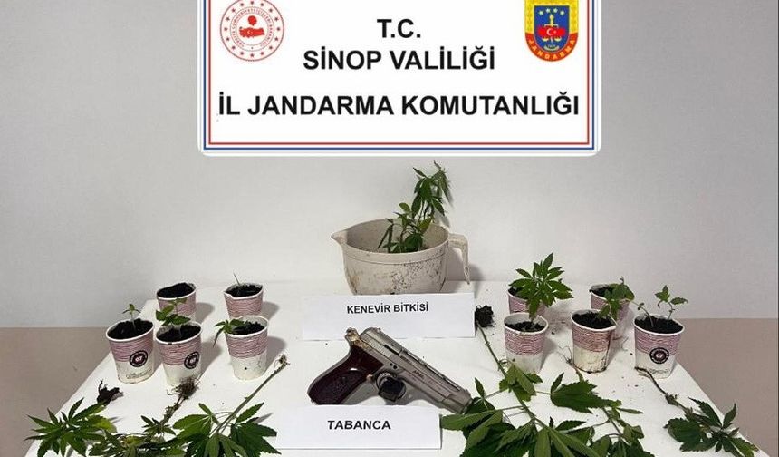 Sinop’ta jandarmadan kenevir operasyonu: 4 şüpheliye adli işlem