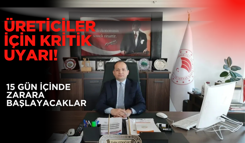 Fatsa’da Kahverengi Kokarca Tehlikesi Kapıda: Üreticiler İçin Kritik Uyarı!