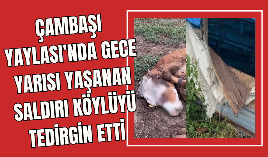 Çambaşı Yaylası’nda Gece yarısı yaşanan saldırı köylüyü tedirgin etti