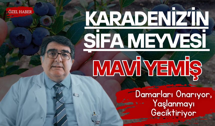 Karadeniz’in Şifa Meyvesi Mavi Yemiş: Damarları Onarıyor, Yaşlanmayı Geciktiriyor