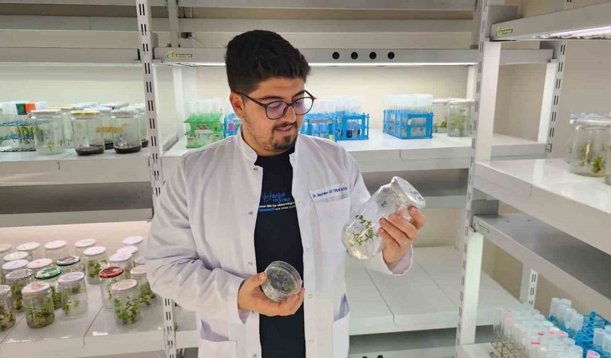 Yüksek antioksidan kapasiteye sahip yeni domates geliştirilecek