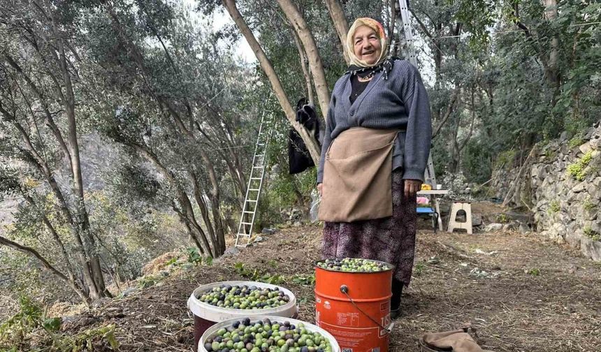 Artvin’de Butko Zeytininin hasadı devam ediyor