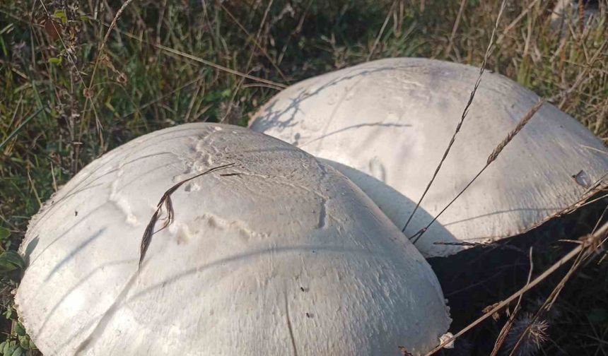 Doğada büyüyen dev mantarlar şaşkına çevirdi