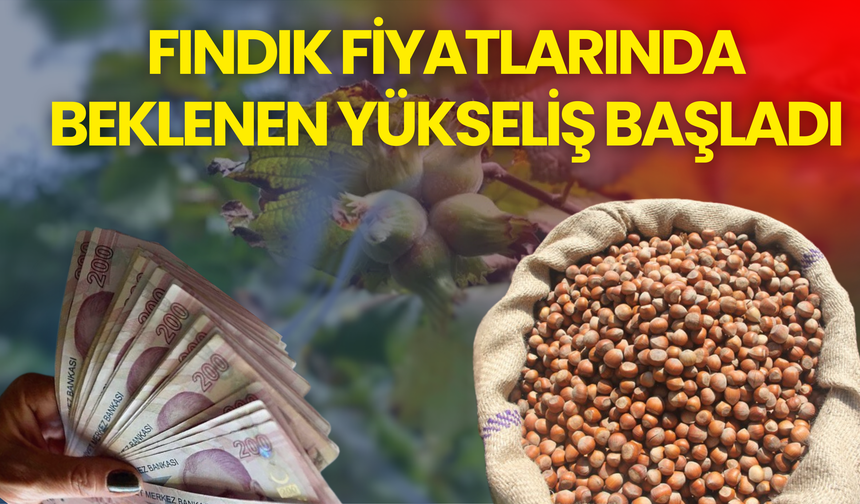 Fındık Fiyatlarında Beklenen Yükseliş Başladı