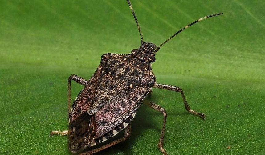 Kahverengi kokarcaya karşı zehirli mantarlarla biyolojik mücadele yürütülecek